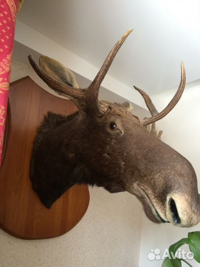 Чучело лося