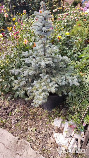 Саженцы ель голубая