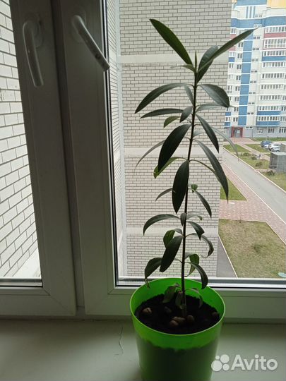 Олеандр розовый