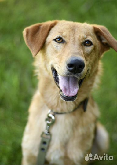 Собака Афина в добрые руки