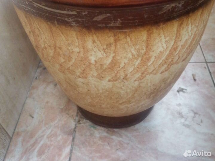 Диффенбахия, 220м,неубиваемая