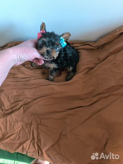 Девочка Йоркширский терьер мини доставка