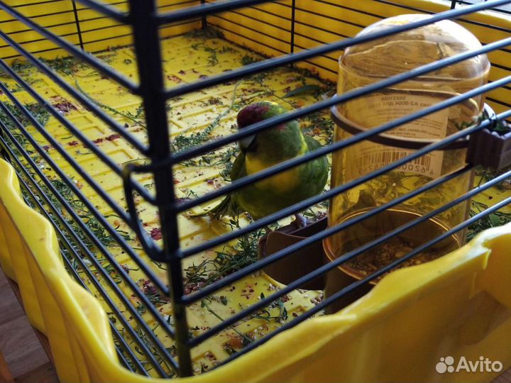 Попугай какарик