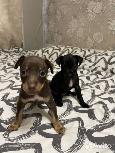 Той-терьер щенки