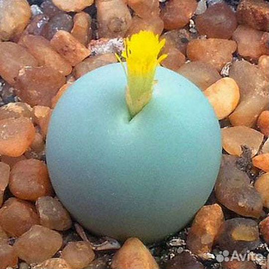 Conophytum Конофитумы, разные виды 19, семена