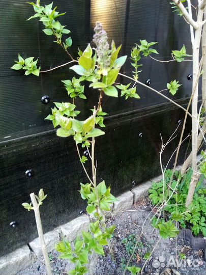 Сирень сортовая