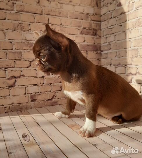 Чихуахуа девочка