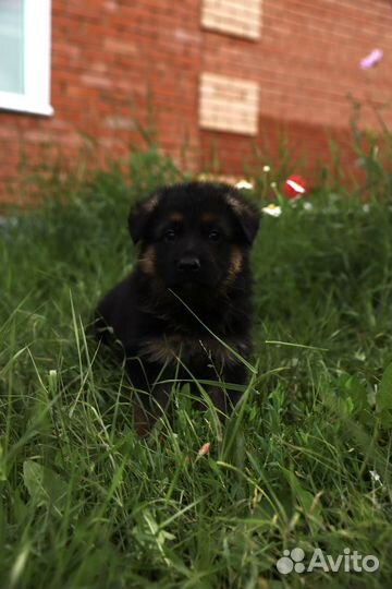 Щенки немецкой овчарки