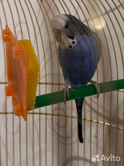 Волнистые попугаи мальчик и девочка с клеткой