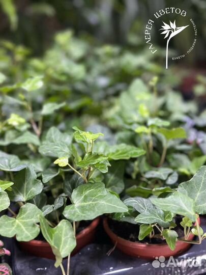 Хедера (Плющ комнатный)