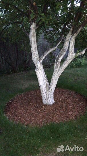 Мульча кора лиственницы