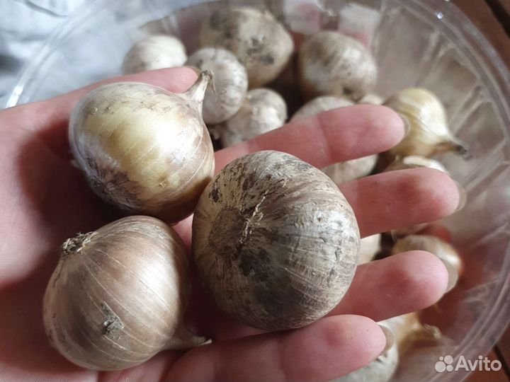 Чеснок Гигантский и Семейный