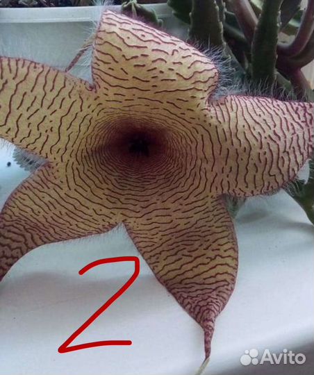 Редкие суккуленты