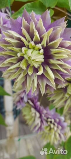 Клематис Тайга