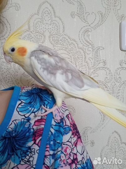 Попугай корелла
