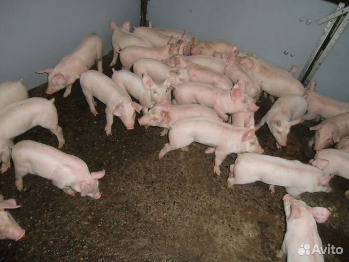 Поросята мясные