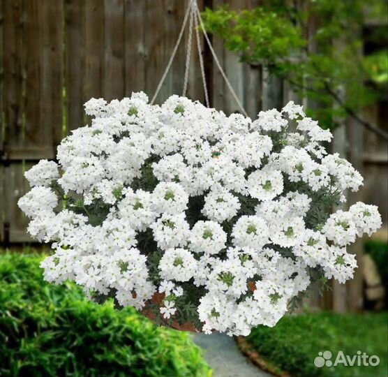 Рассада, черенки петунии и ампельных садовых