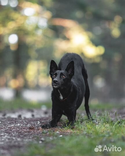 Дрессировка и обучение собак. Кинолог