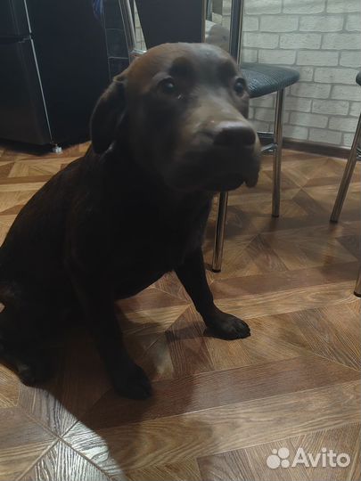 Лабрадор ретривер щенки