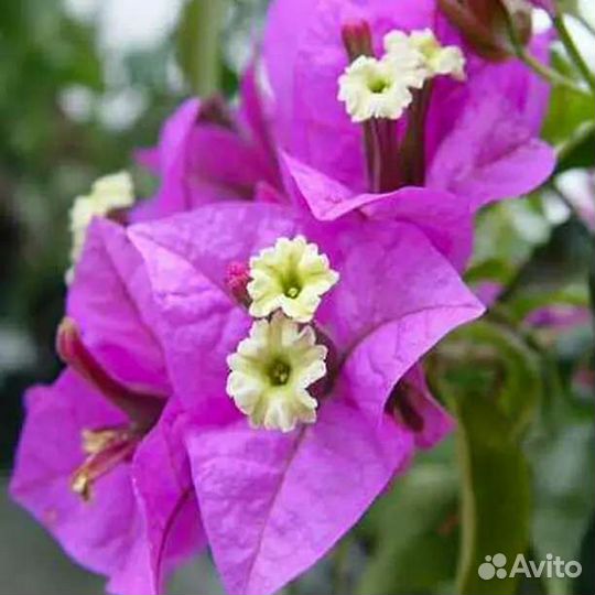 Бугенвиллея