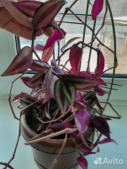 Традесканция перпл фиолетовая