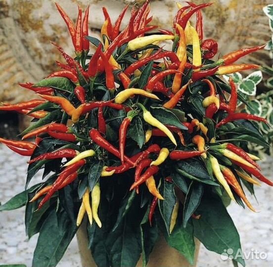 Рассада перца Медуза