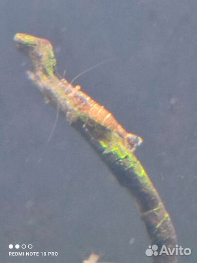 Креветки ниндзя (Каридина сарасинорум)