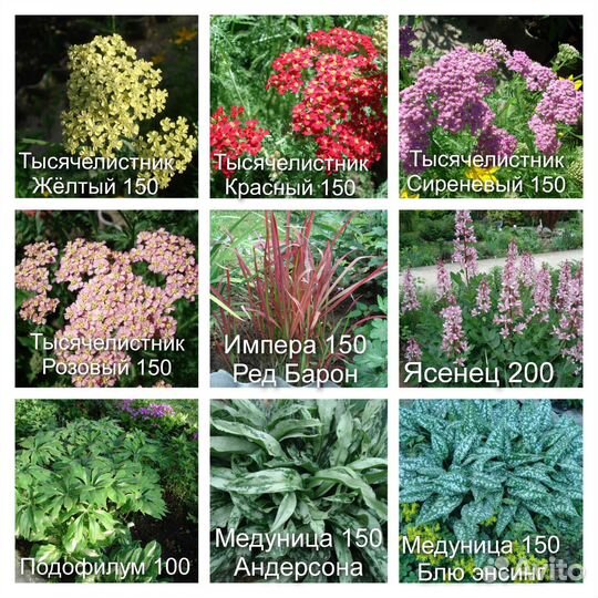 Многолетние цветы для сада N1