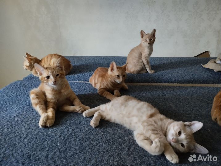 Котята курильский бобтейл