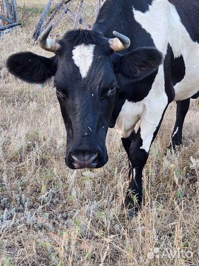 Корова стельная дойная