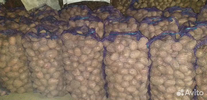 Продам картофель