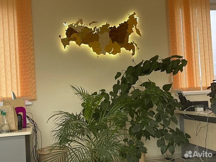 Сеянцы саженцы сосна и ель (окс,зкс)