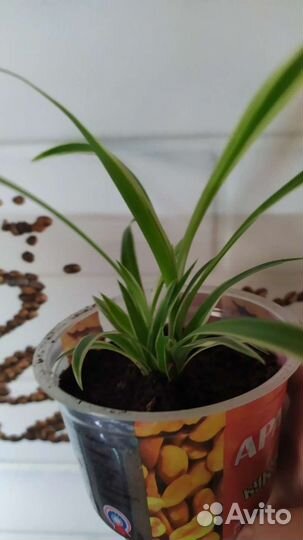 Хлорофитумы