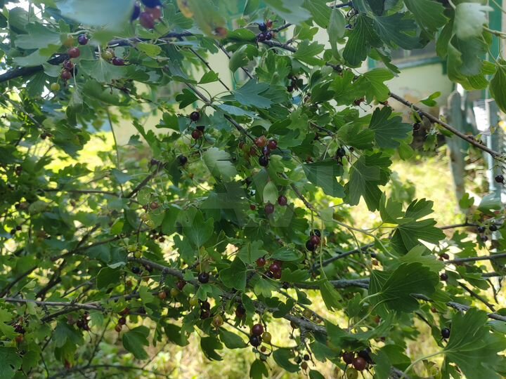 Дом 60 м² на участке 30 сот.