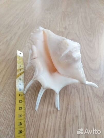 Кораллы и ракушки