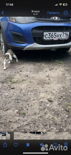 Кошка без лапки