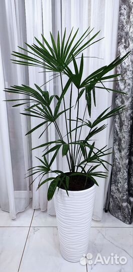 Пальма Трахикарпус Форчуна