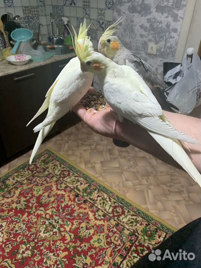 Попугай Корелла мальчик