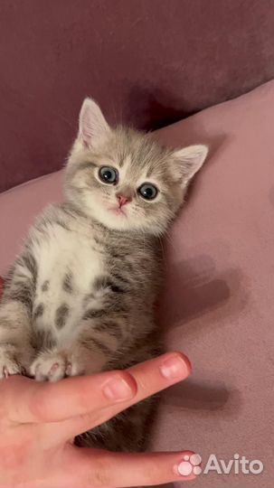 Шотландская