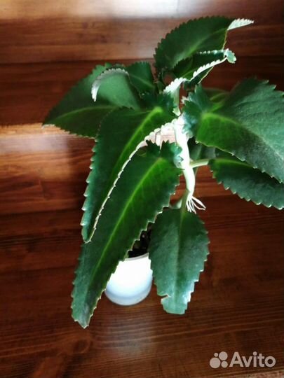 Каланхое лечебное, алое, золотой ус