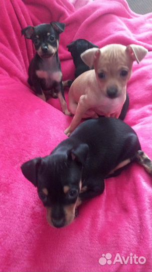 Щенки русский той-терьер