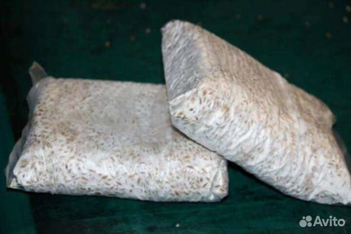 Мицелий Вешенки, семена грибов