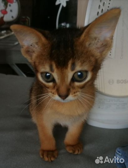 Абиссинские котята