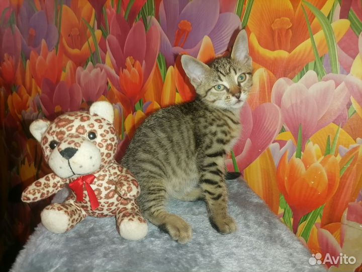 Котята