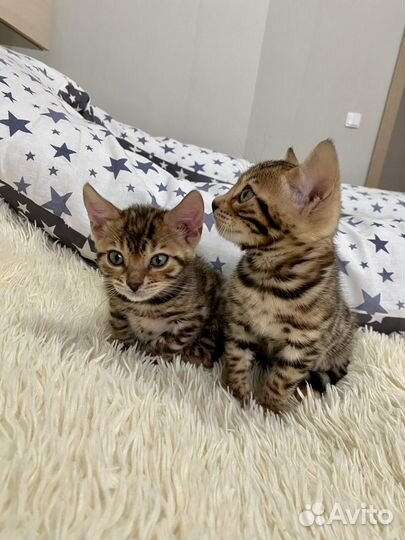 Бенгальские котята