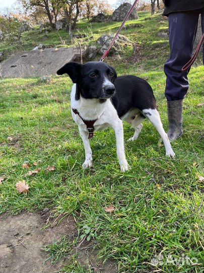 Небольшая собака в добрые руки