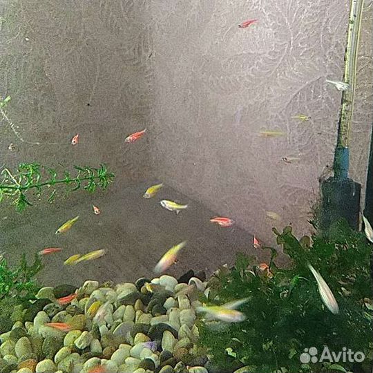 Рыбки данио