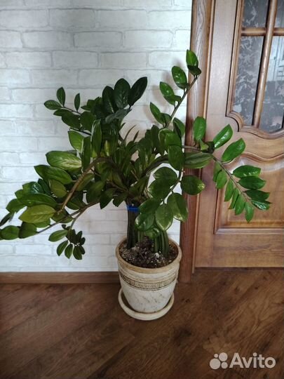 Комнатные цветы замиокулькас