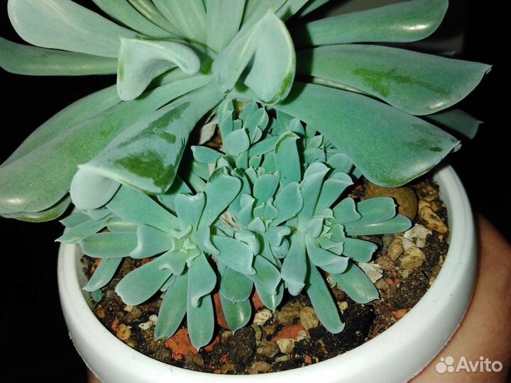 Кактусы и суккуленты