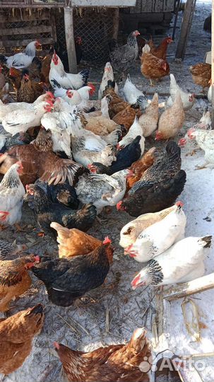 Яйцо куриное домашнее